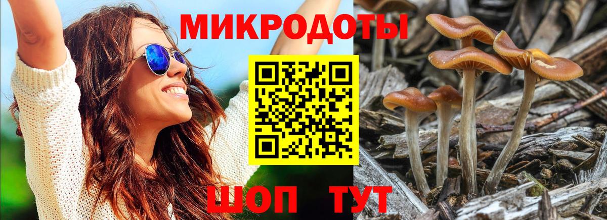 Галлюциногенные грибы Psilocybine cubensis Новоалтайск